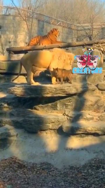 Funny dubbing shorts😜😜🐒 | SLcreators #viral #trending #lion #tiger #funny #cutedog #dubbing #shorts смотреть онлайн