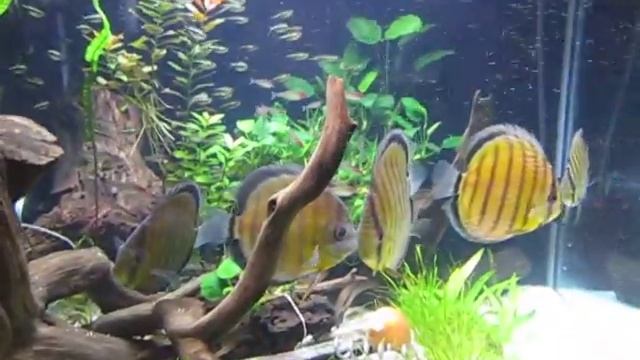 100 Gallon - 100 Gallon Tank - Tefe Discus and Rummynose Tetra and Black neon tetras смотреть онлайн