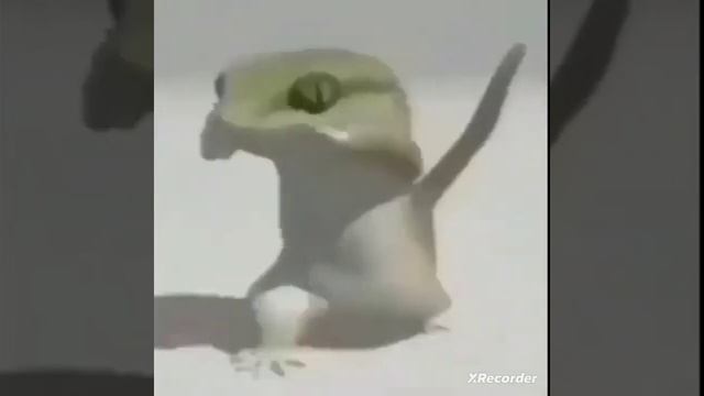 Ящерица танцует. #мем смотреть онлайн