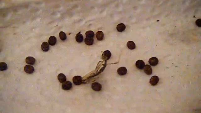 stick insects hatching from its egg (ova) смотреть онлайн