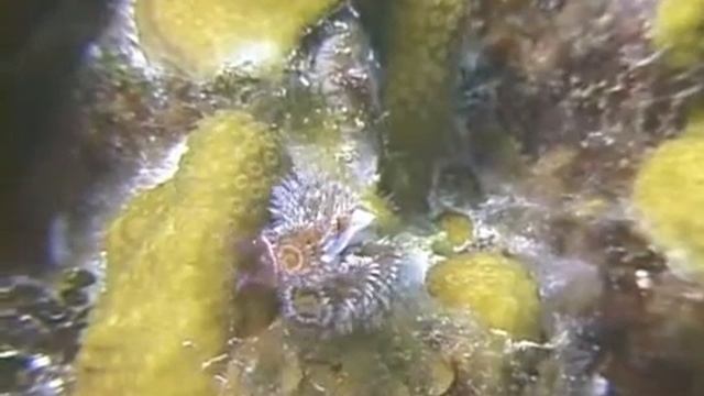Christmas Tree Worm Identification смотреть онлайн