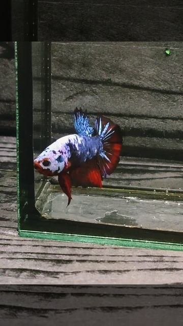 ☆SALE☆ Betta Fish #shorts #aquarium #ベタ No:AB8 смотреть онлайн