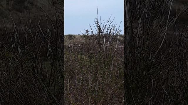 Vale Braamsluiper, Ameland 6-12-20. Curruca curruca halimodendri. смотреть онлайн