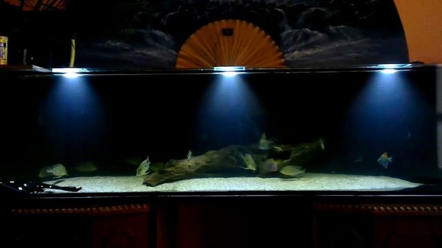 Potamotrygon смотреть онлайн