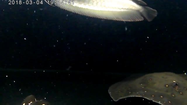 Potamotrygon смотреть онлайн