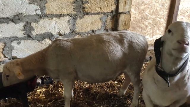 Баран от Белого Дорпера и Романовской овцы. Продажа. смотреть онлайн