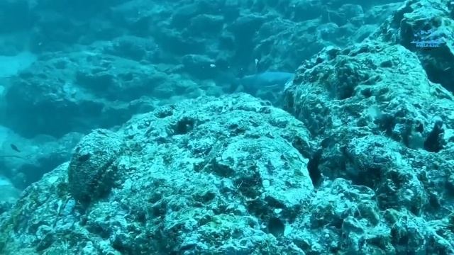 White Tip Reef Shark | Bahia Solano смотреть онлайн