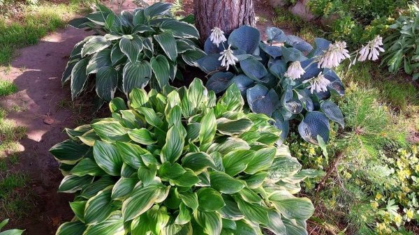 Наша Коллекция Хост. 24 Вида Хост.