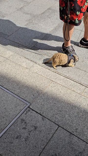 встреча с сурикатом Киото/meeting with a meerkat Kyoto April 2024 #shrots #animals #meerkat смотреть онлайн