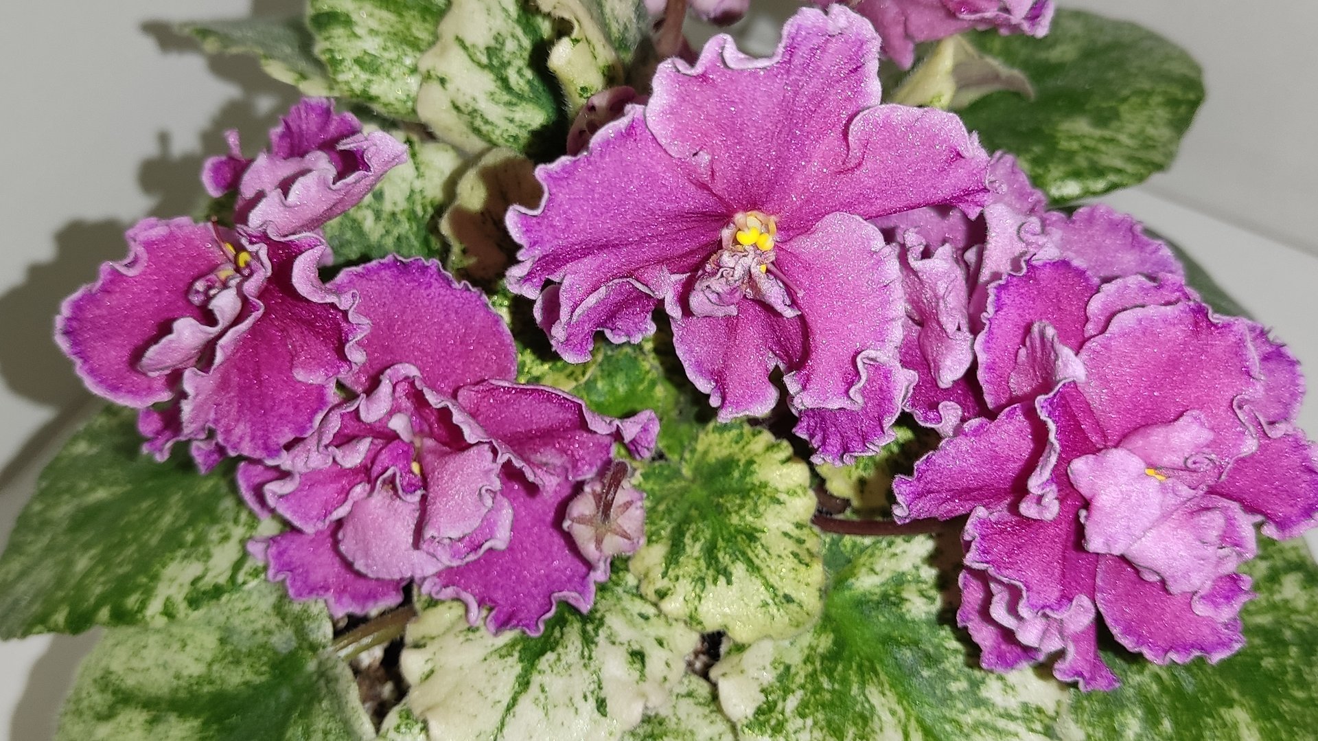 Ампельные фиалки трейлеры. Формирование куста ( пересадка). смотреть онлайн