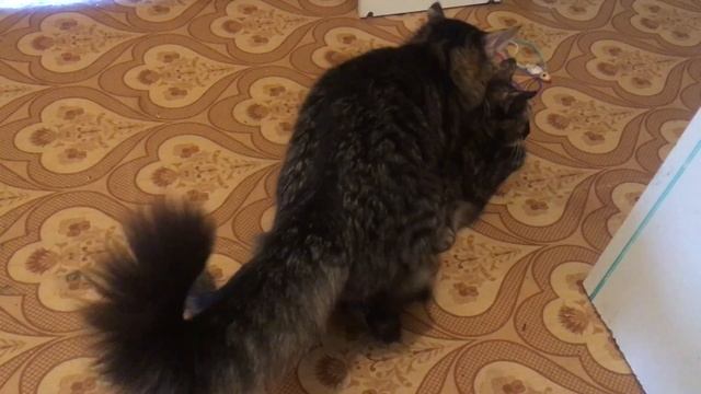 Вязка кошки при течке смотреть онлайн