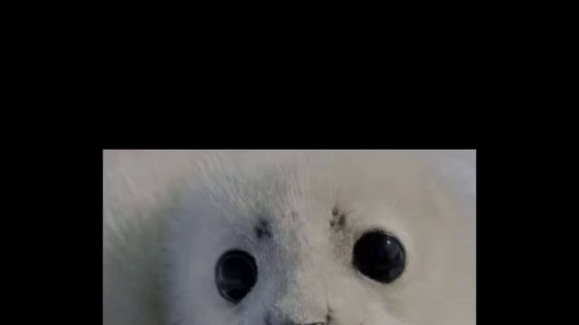 Испуганные лица тюленя. ШАБЛОН смотреть онлайн