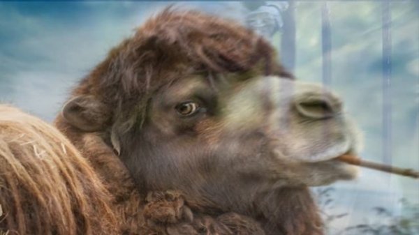 Юмор нарезки