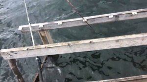 Как поймать огромную рыбу [Vlog]