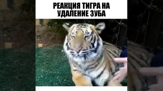 Реакция тигра на удаления зуба смотреть онлайн