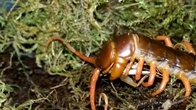 Scolopendra dehaani "orange leg" eating Cricket смотреть онлайн