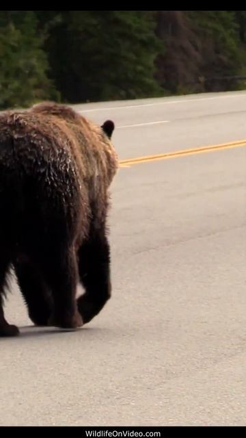 Grizzly Bear Not Phased by Canada's Busy Yellowhead Highway - Drive Safe! смотреть онлайн