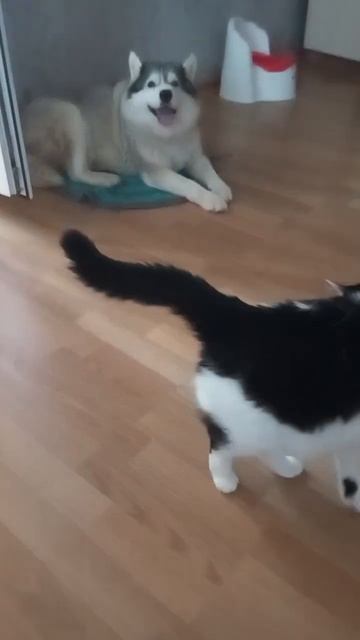 😅😅 #husky #юмор #кот смотреть онлайн