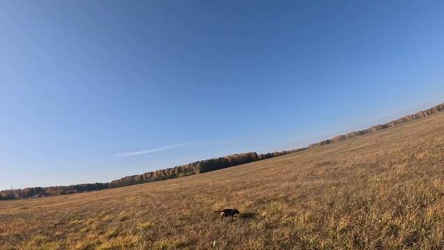08.10.2023 Хоуп, след с двумя углами, незнакомый статист. смотреть онлайн