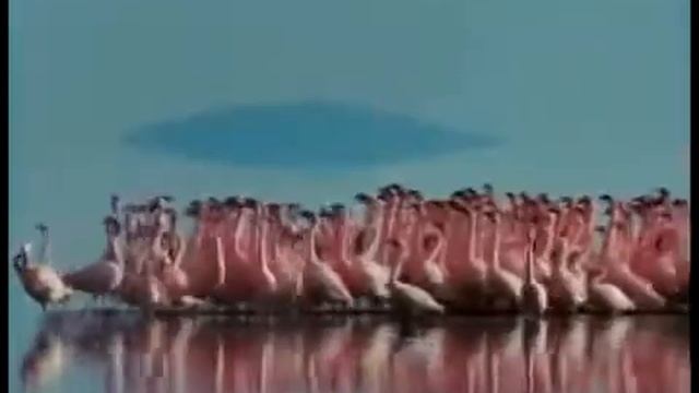 Φλαμίγκο Λάρνακάς Flamingo Larnaca 火烈鳥拉納卡 www vrisko cy смотреть онлайн