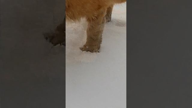 ТОЧНО это РЫЖАЯ ЛИСА! смотреть онлайн