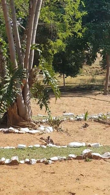 Salvamento de um pássaro ANU preto смотреть онлайн