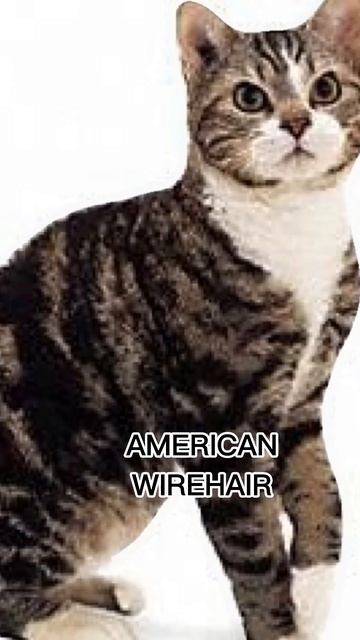 AMERICAN WIREHAIR 😺 #cats #animals #shorts смотреть онлайн