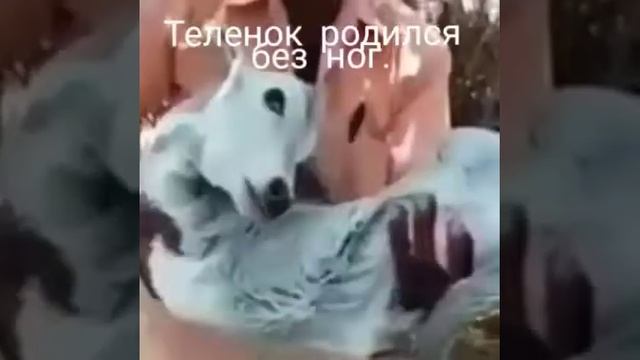 Теленок родился без ног смотреть онлайн