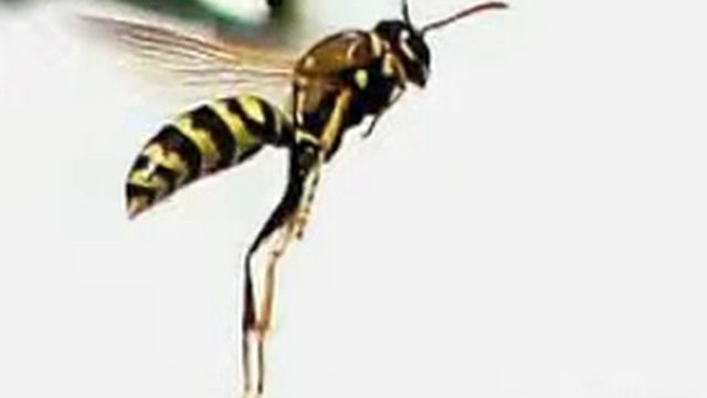 🔎🐌 vespiary смотреть онлайн