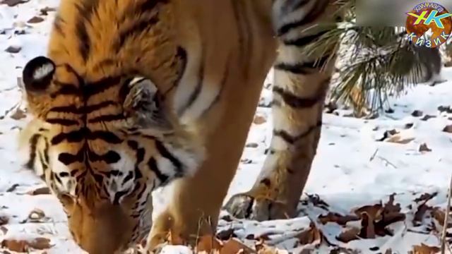 Йирткич Хайвонлар Дахшатли Амур Йулбарслари #дахшатли