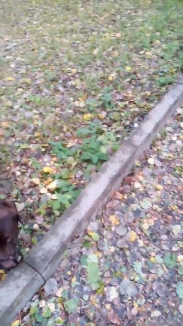 Не любит носить намордник #собака #лабрадор #питомцы смотреть онлайн