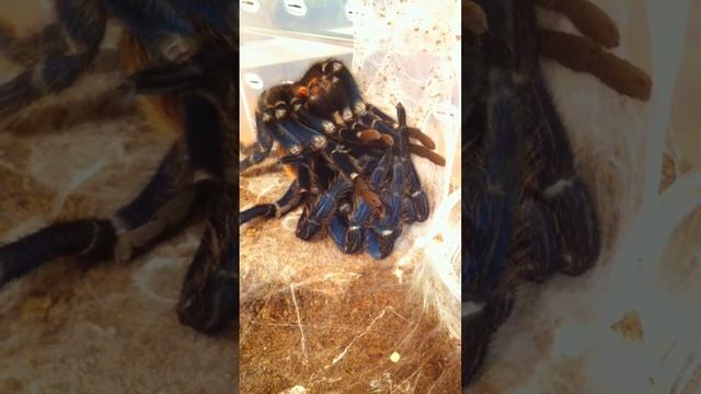 chromatopelma cyaneopubescens Линька смотреть онлайн