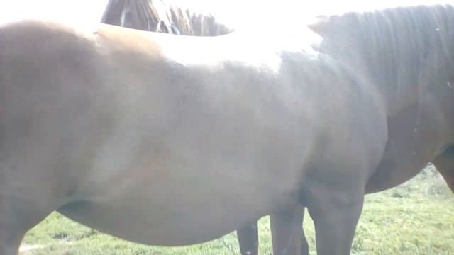 Моите коне смотреть онлайн