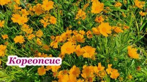 Что посадить в цветниках на сухих солнечных участках. Часть 1.Засухоустойчивые многолетники.
