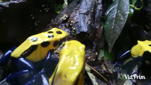 Dendrobates tinctorius 'citronella' смотреть онлайн