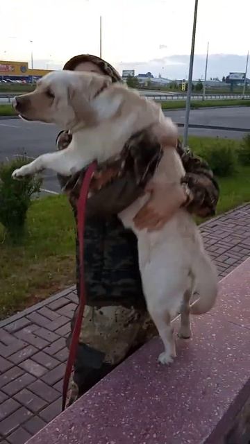 🐕 хочет на ручки 🤗 #shorts #dog #labrador смотреть онлайн