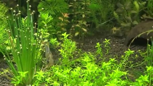 Apistogramma baenshi inka.wmv смотреть онлайн