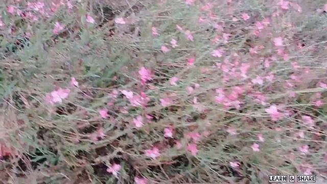 GAURA BALLERINA ROSE смотреть онлайн