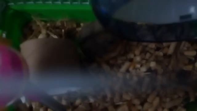 кормим сахарного поссума Лорри смотреть онлайн