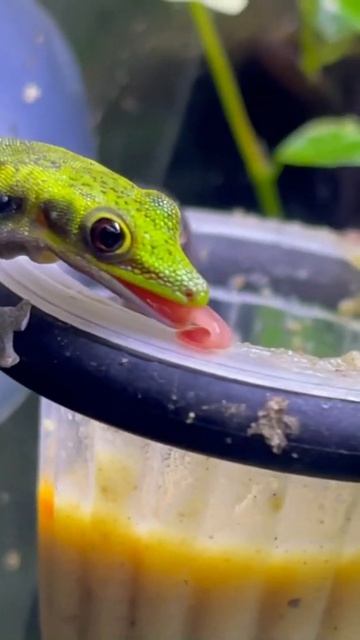 Sweet lizard - Phelsuma klemmeri, the sweetest reptile- amazing nature смотреть онлайн