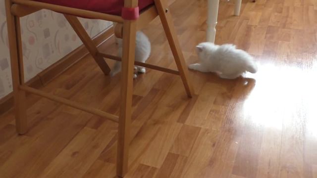 Кот футболист смотреть онлайн