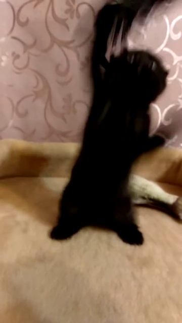 Лучше чем у Куклачева😉👌 смотреть онлайн