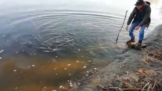 Ловил судака, а поймал толстолоба смотреть онлайн