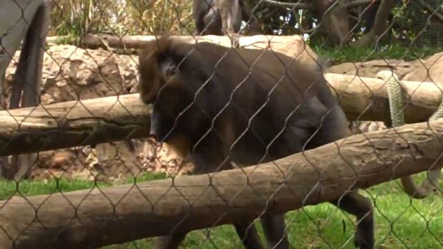 Mr. Mandrill and his butt tears up a tree смотреть онлайн