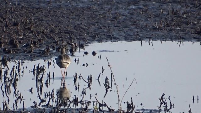 Tamsusis tilvikas / Tringa erythropus / Spotted Redshank / Щёголь смотреть онлайн