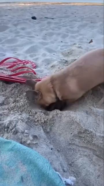 #beach #chihuahua #cute #summer #pets #top #travel #viralshorts смотреть онлайн