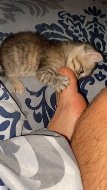 Дырка в жопе нет ? #cat смотреть онлайн