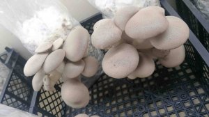 Выращивание грибов Эринги (Королевская вёшенка)