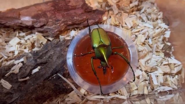 Cyaeirstes titai(Dynastes tityus + Cheirotonus otai) arm beetle + rhinoceros beetle #insects #viral смотреть онлайн