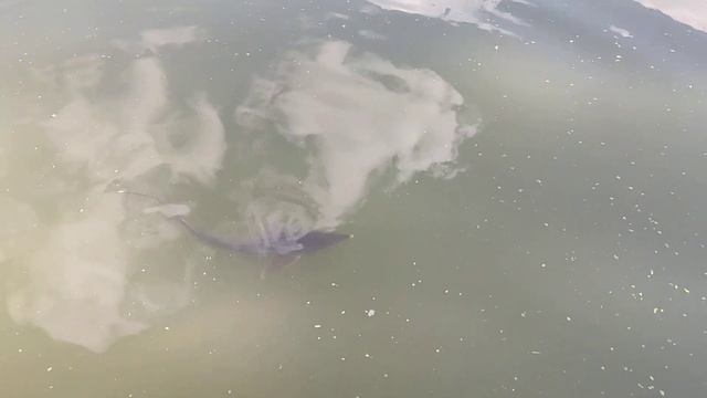 Рыбы небесные смотреть онлайн